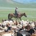 Itt nem hordanak cowboykalapot - mongol pásztor a kecskékkel
