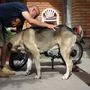 Amikor egy kutya simán nagyobb, mint a motor